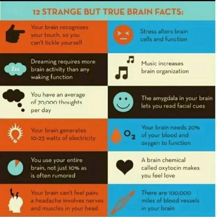 Brain is the most beautiful. Interesting facts about brain. information about brain. fun facts brain. amazing facts.