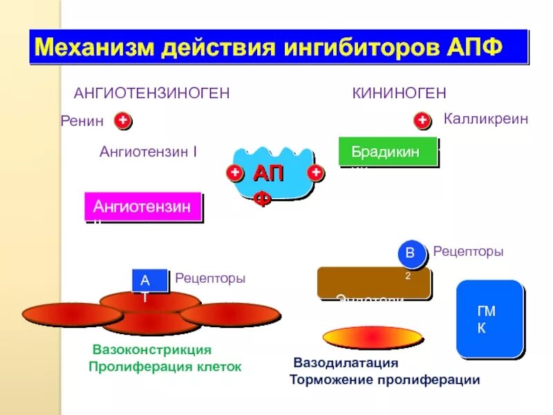 Ингибиторы АПФ механизм действия. Ингибиторы ангиотензин превращающего фермента механизм действия. Схема действия ИАПФ. ИАПФ механизм действия.