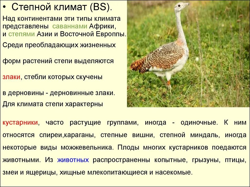 Продолжительность теплого периода в степи. Природная зона степь климат. Лесостепь зимой и летом. Природная зона степь климат. Степной климат.