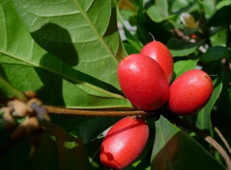 Розовые ягоды. Плодовые растения. Вишня максимовская куст. Алыча куст. Персик плод костянка.