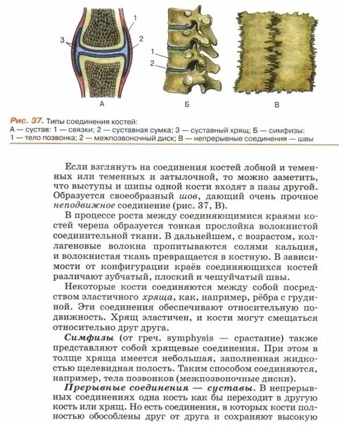 Виды соединения костей синартрозы синхондрозы. Типы соединения костей 8 класс. Установите типы соединения костей. Типы соединения костей полуподвижные. Неподвижные полуподвижные и подвижные соединения костей.