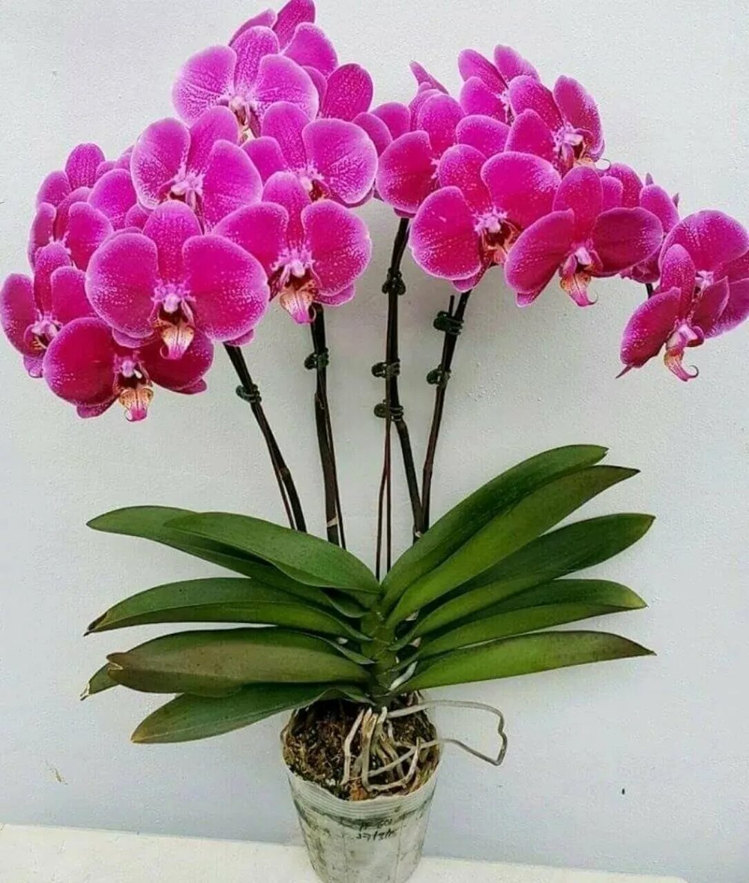 Фаленопсис Centurion. Фаленопсис Мелоди. Цветок Орхидея фаленопсис. Фаленопсис Юкка Орхидея.