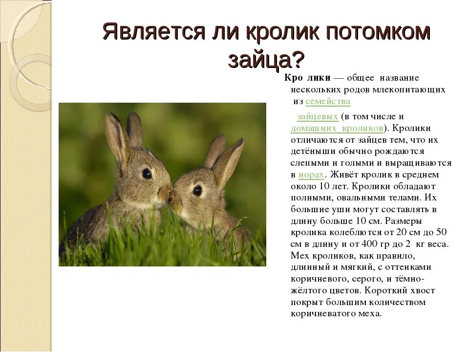 К каким животным относятся кролики. К какому семейству относится кролик. Кролик вид грызунов. Заяц к какому виду животных относится. Описание кролика.