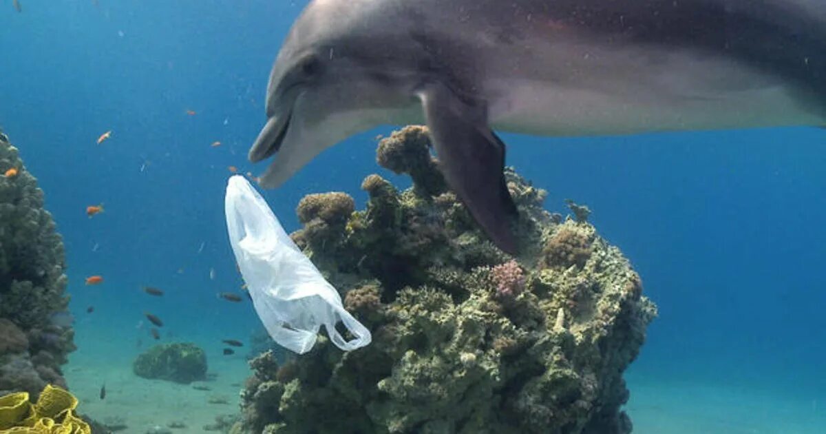 Песню умирающий дельфин. Дельфины в океане. Млекопитающие морские животные. Дельфины и пластик.