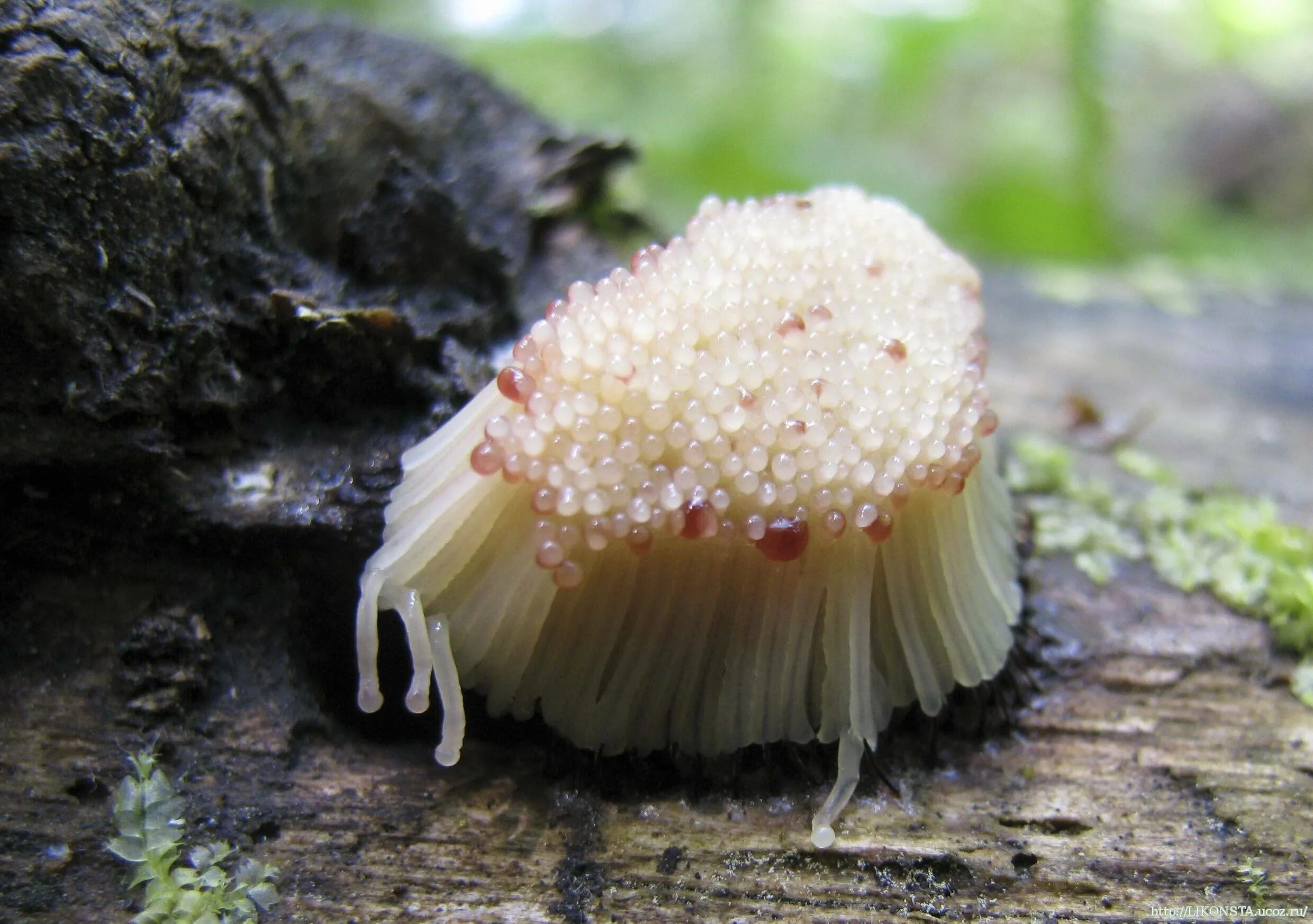Слизевики грибоподобные организмы. Миксомицеты плазмодий. Плазмодий интересные факты. Гриб плазмодий описание. Плазмодий и г.