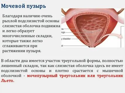 Мочевой какая ткань