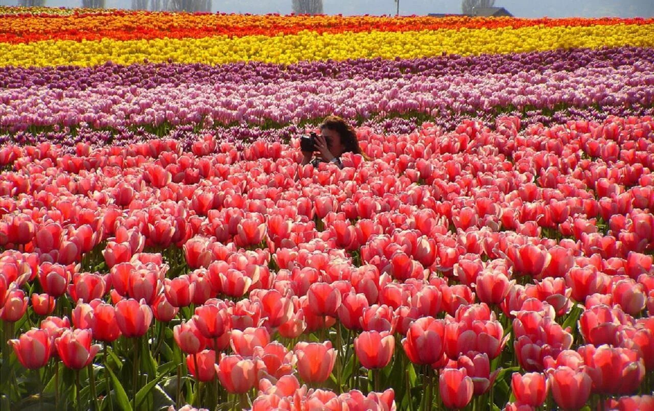 тюльпаны кекенхоф 2020. голландские бордюрные тюльпаны. тюльпан биг чиф. аптекарский огород цветение тюльпанов. поле красных тюльпанов.