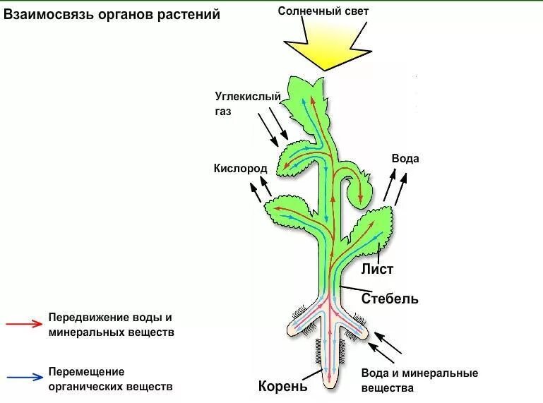 Схема движения питательных веществ у растений. Транспорт веществ по растению схема. Схема взаимосвязи клеток тканей и органов растения. Схема передвижения веществ по растению. Органы передвижения веществ