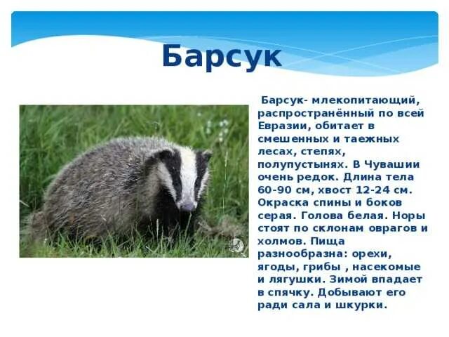 Как пишется барсук. Как пишется барсук