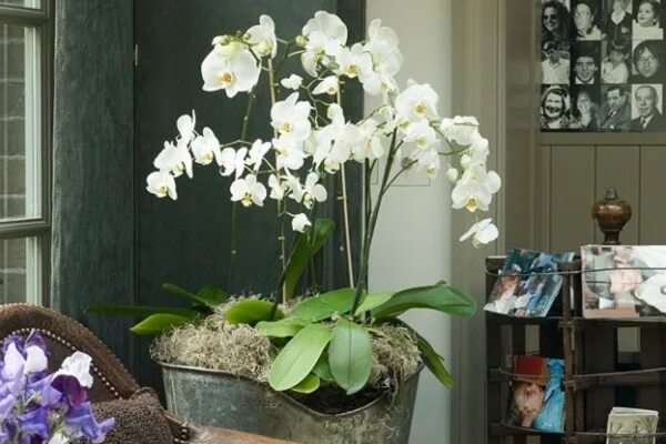 Три орхидеи в одном горшке. Фаленопсис в одном горшке. Орхидея фаленопсис в одном горшке. Большой горшок для орхидеи.