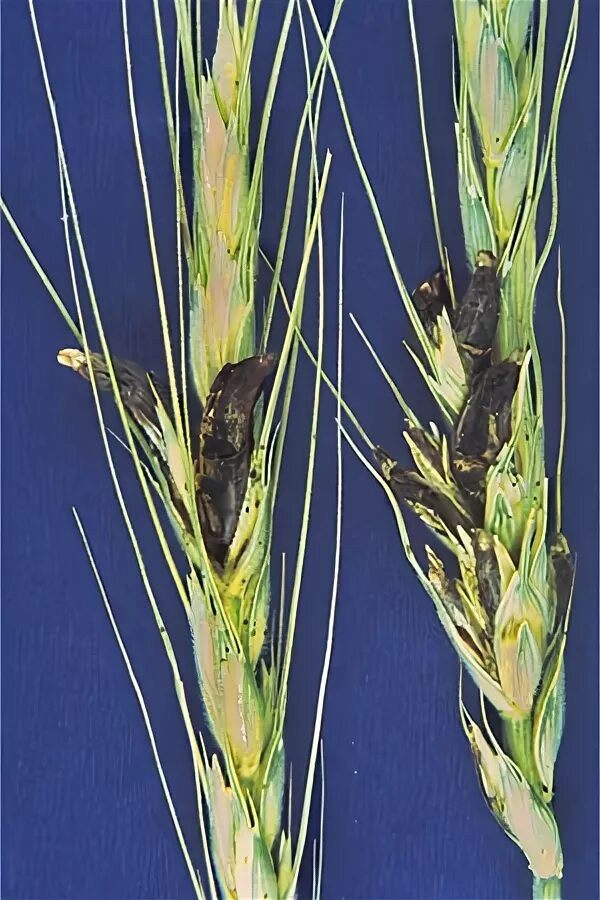 Спорынья пшеницы. Спорынья ржи. Спорынья Claviceps purpurea Tulans гербарий. Спорынья Claviceps purpurea Tulans сырье.