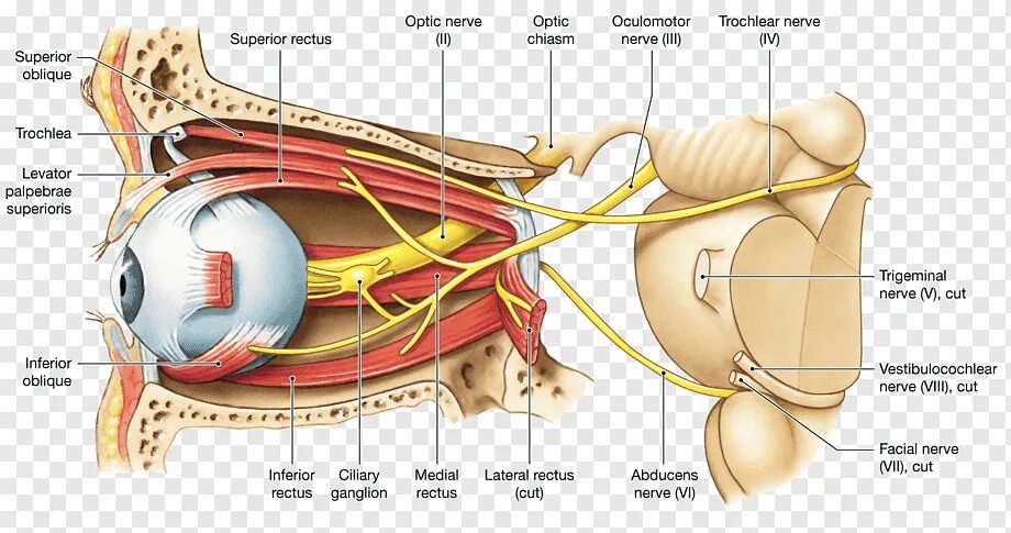 Структуры глаза зрительный нерв. III пара-глазодвигательный нерв (n. oculomotorius). Глазодвигательный нерв блоковый и отводящий. Глазодвигательный нерв (III) иннервирует мышцы:. Глазодвигательный нерв анатомия.
