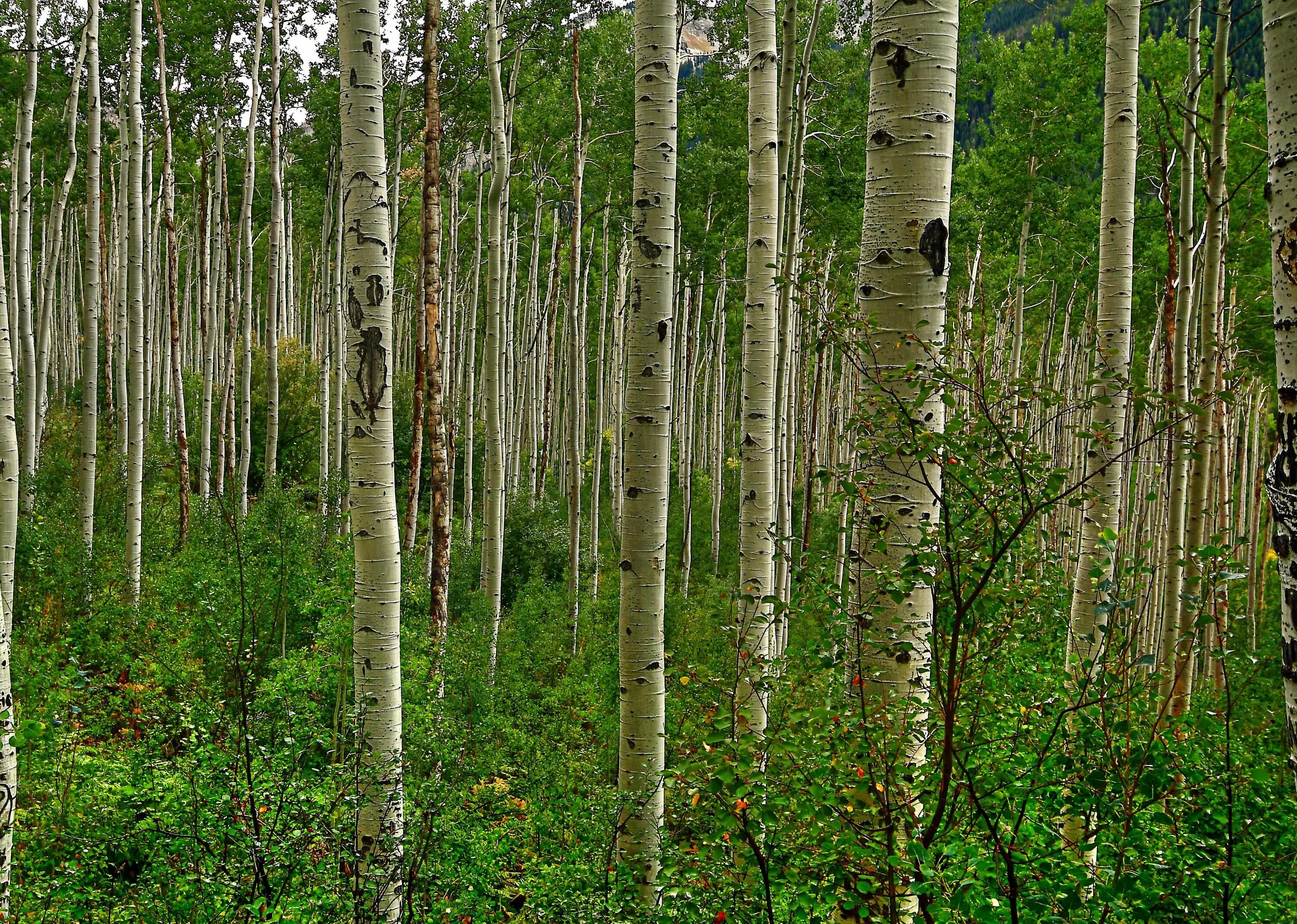 Осина (Populus tremula). Осина обыкновенная (Populus tremula). Осина Сибирская. Тополь дрожащий осина. Какие отношения складываются между осиной и березой