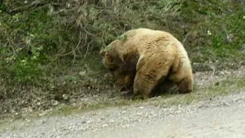 Бои медведя видео