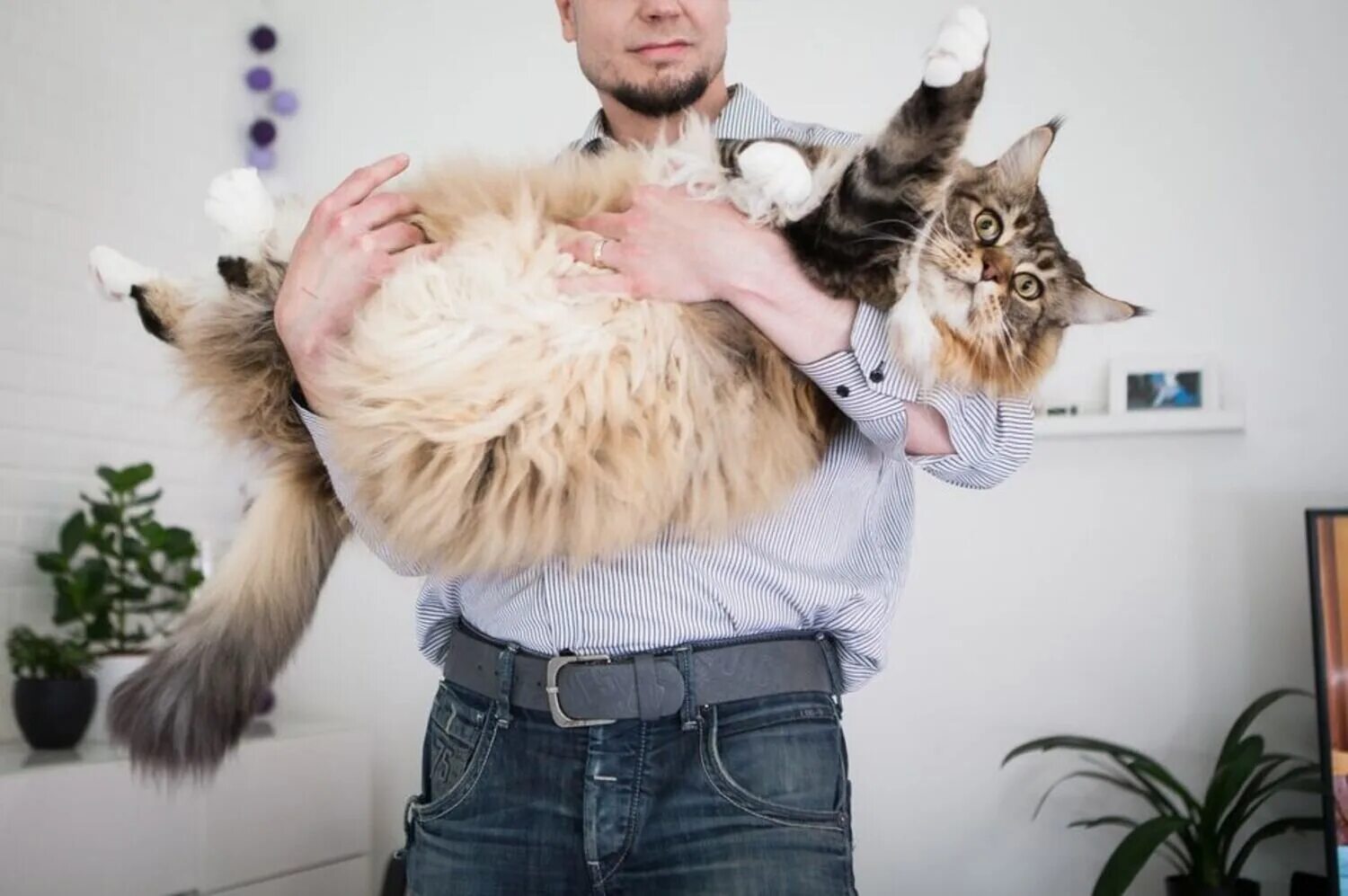 Мейн кун омар. Гигантский кот мейн кун. Большой кот мейн кун. Большой кот мейн кун. Мейн-кун.