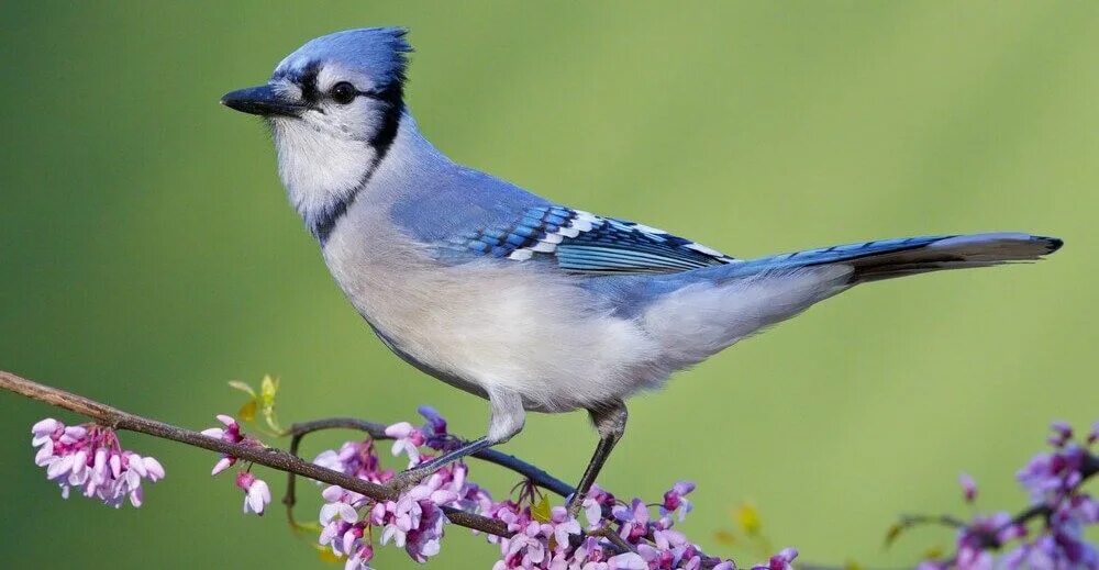 American birds. Североамериканская голубая Сойка. Черноголовая Сойка. Голубая Сойка местообитание. Топ красивых птиц.