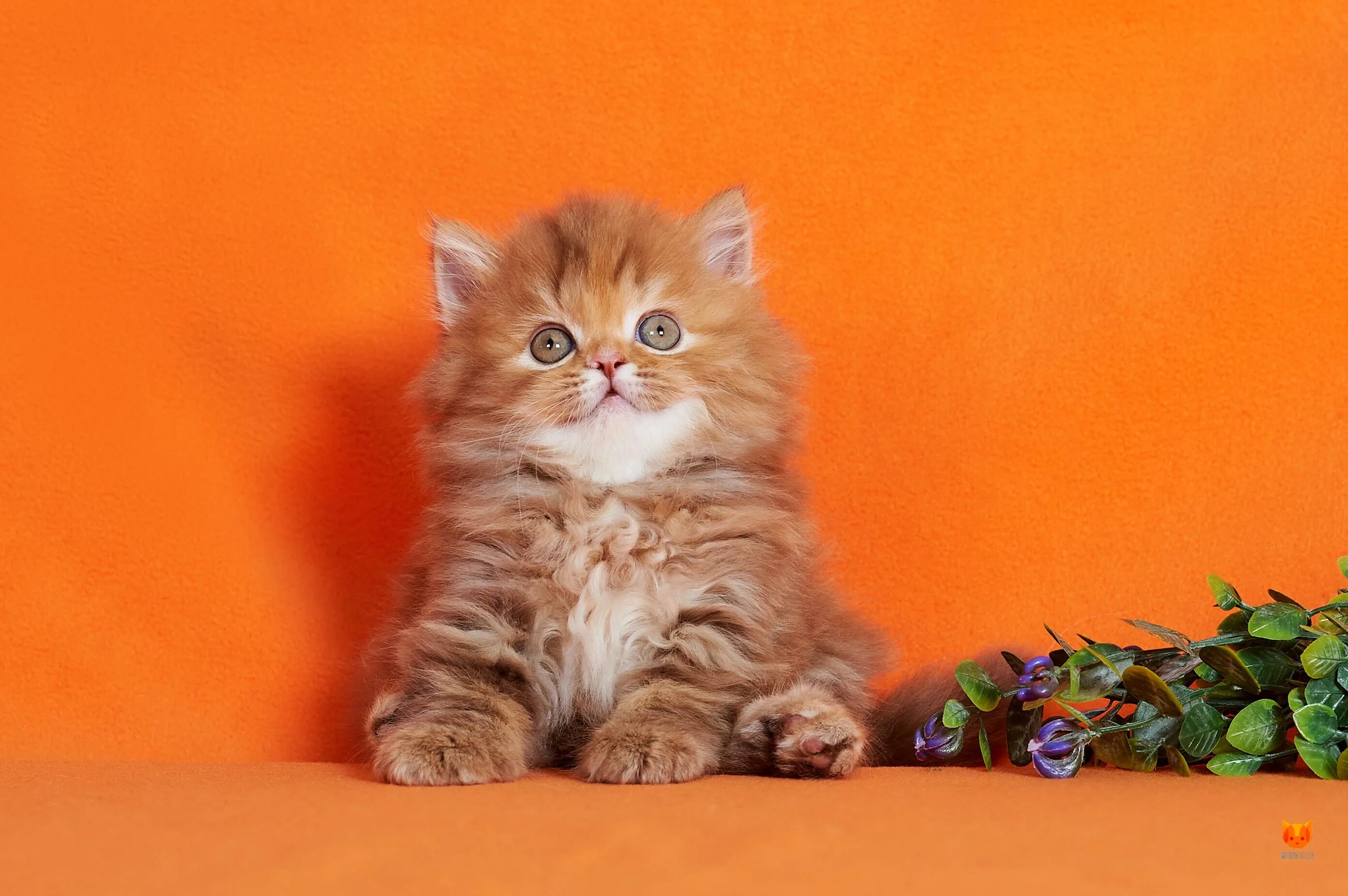 Шотландская кошка хайленд страйт. Котята хайленд страйт. Шотландские котята хайленд страйт. Шотландская кошка хайленд страйт. Шотландская прямоухая длинношерстная хайленд-страйт.