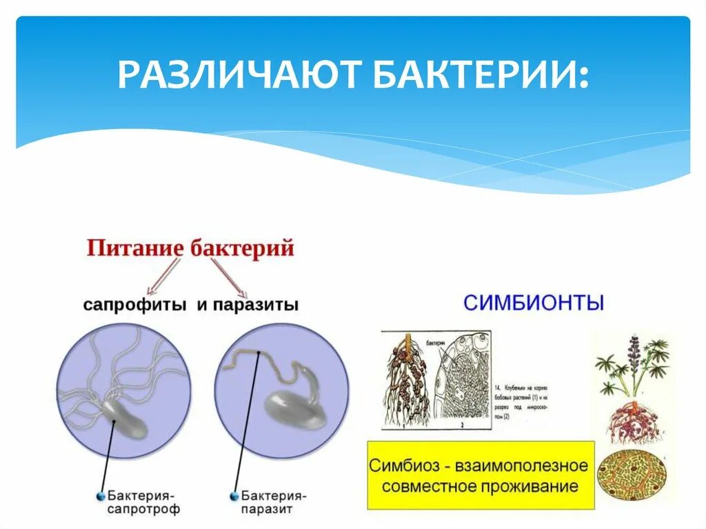 Бактерии симбионты. Питание бактерий паразитов. Паразиты сапрофиты и симбионты. Бактерии сапротрофы и паразиты.