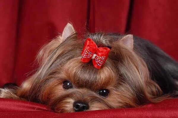 Йоркширский той терьер. Сердце йорка. Вислоухий йоркширский терьер. Вычесанный йоркширский терьер. Стандарты йоркширского терьера выставочной.