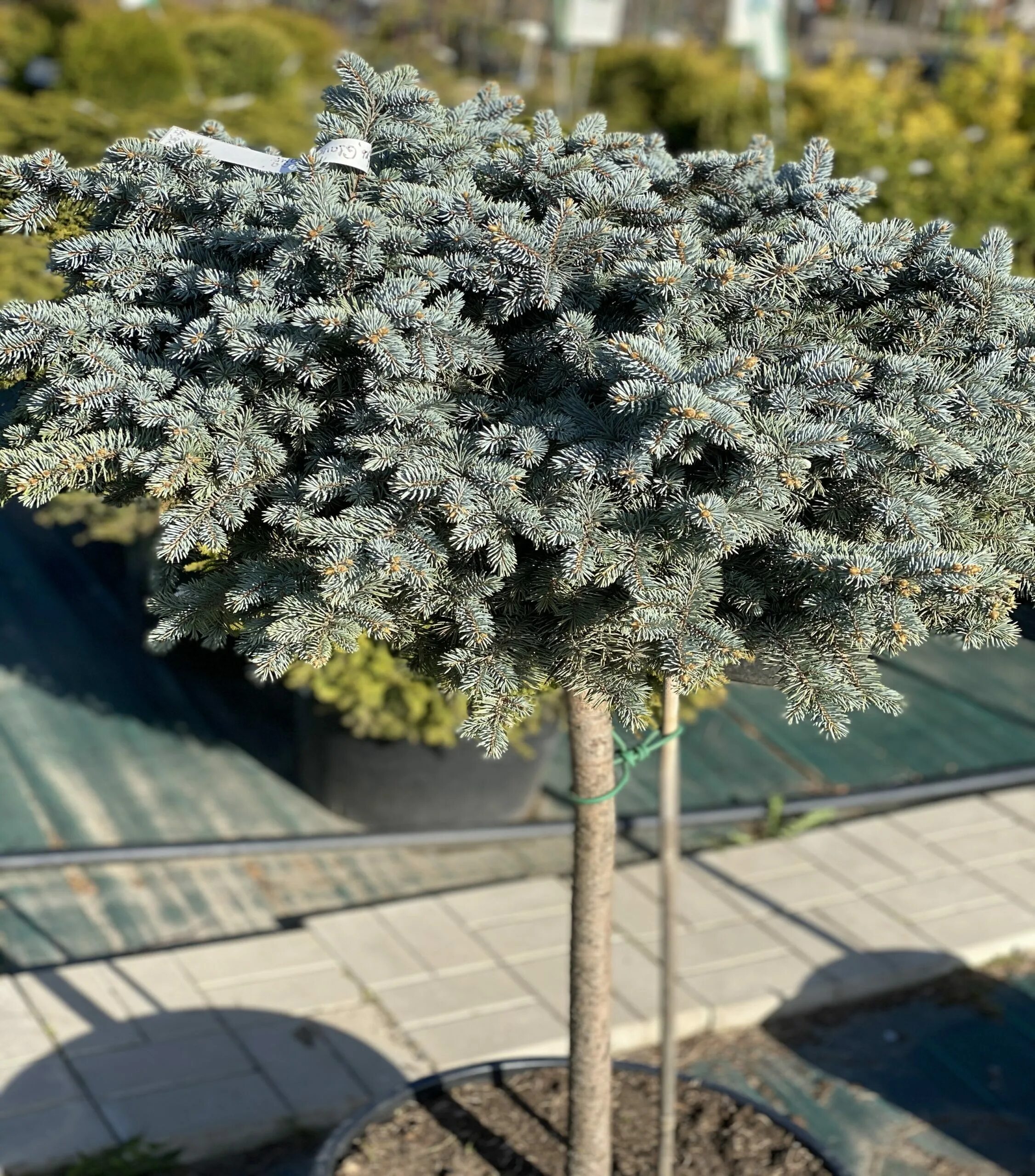 Глаука глобоза купить. Glauca globosa. Ель Глаука Глобоза. Picea pungens glauca globosa на штамбе. Можжевельник Глаука Глобоза.