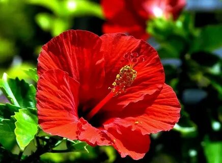 Hibiscus