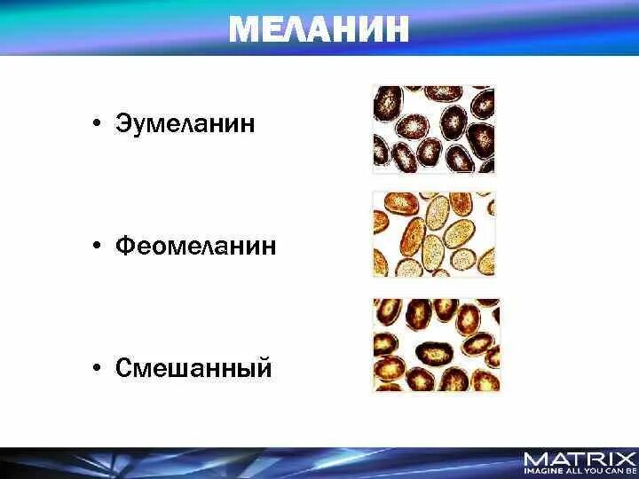 Меланин пигмент волос. Эумеланин и феомеланин. Меланин эумеланин феомеланин. Типы пигментов эумеланин. Типы пигментов волос.