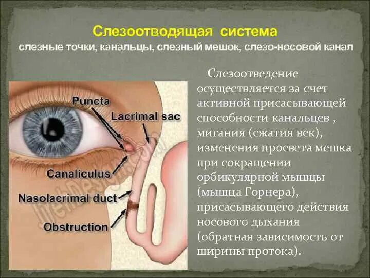 Слезные каналы где. Слезный мешок расположен. Воспаленный слезный мешок. Воспаление слезного мешка.