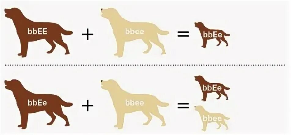 Наследование окрасов у хаски. Чихуахуа окрасы стандарт. Наследование цвета глаз у человека генетика. Наследование типа и окраса у собак. Наследование окраса.