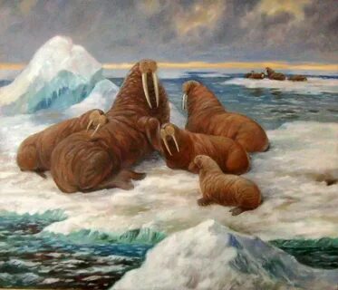 Ежи моржи