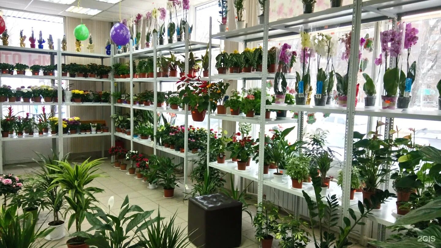 Садовый центр самара каталог товаров. Магазин комнатных растений. Магазин цветов. Цветочная база комнатные растения. Комнатные цветы в магазине.