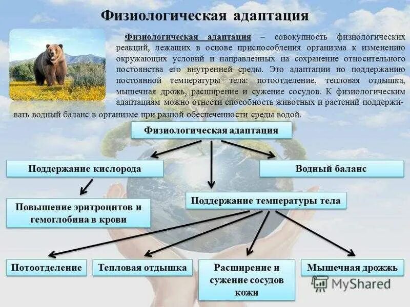 Приведите примеры функциональных приспособительных изменений. Физиологические адаптации. Физиологические адаптации примеры. Формы физиологической адаптации. Физиологический вид адаптации примеры.