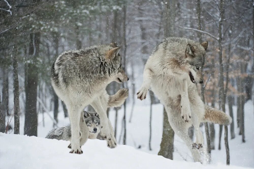 Волк зимой в лесу. Играющие волки. Стая Волков. DJHR D GHS;RT.