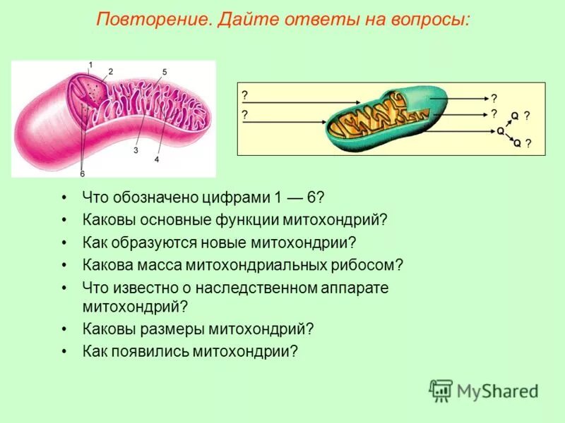 Наследственный аппарат митохондрий