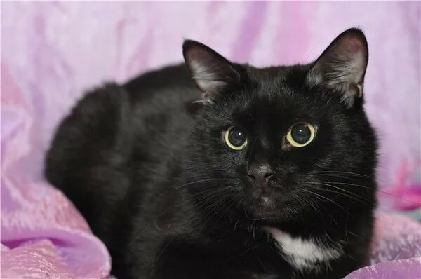 метис кошка черно белая. черные коты с белыми пятнышками. бомбейская кошка с белой грудкой. черные коты с белыми пятнышками. европейская короткошерстная кошка белая.