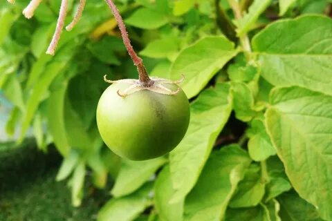Potato plant