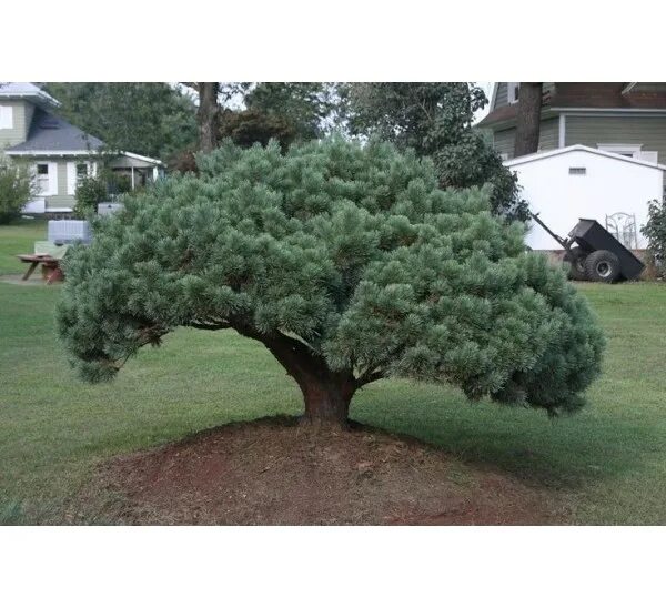 Pin by louishogan on Trees Native garden, Types of soil, Bonsai pots