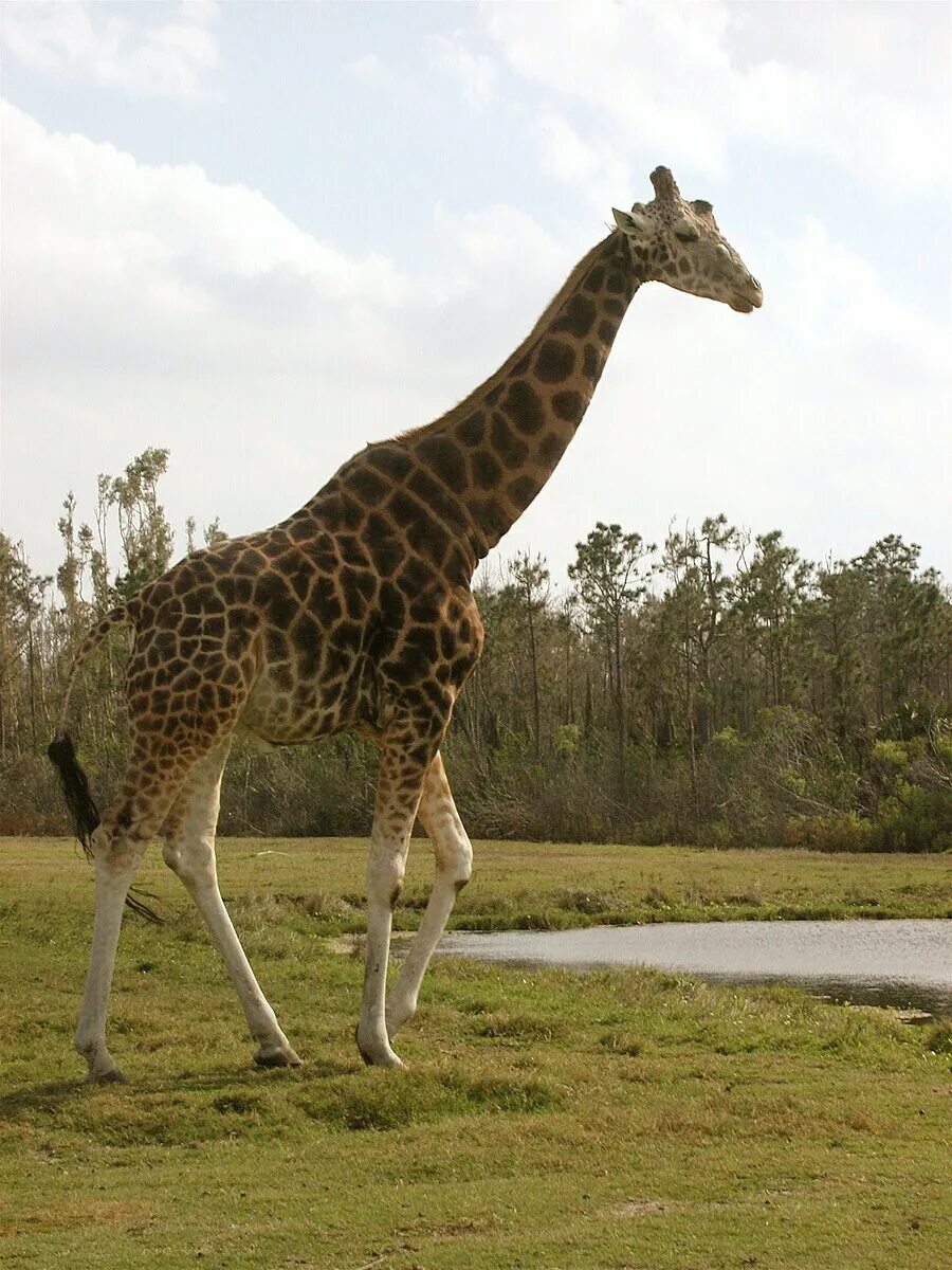 Какое животное выше. Жираф Торникрофта. Giraffa camelopardalis Giraffa южноафриканский Жираф. Giraffa camelopardalis camelopardalis. Самый высокий Жираф в мире рост.