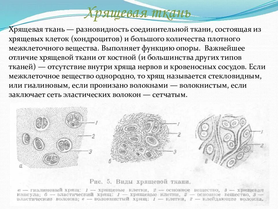 Хрящевая соединительная ткань строение. Клетки соединительной ткани хондроциты. Соединительная ткань хрящ строение. Клетки хрящевой соединительной ткани рисунок.