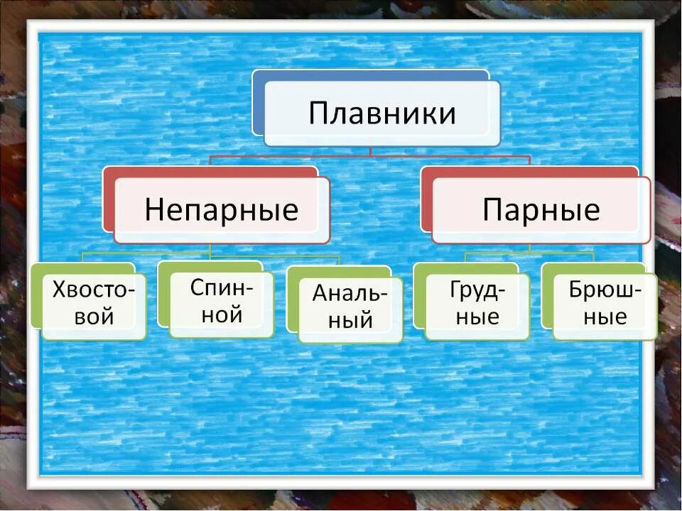 Перечислите непарные плавники рыб. К плавникам относятся. Парные и непарные плавники у рыб. Парные плавники у костных рыб. Внешнее строение рыбы особенности строения.