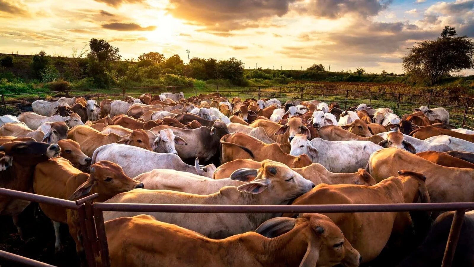 Крупный рогатый скот в стойле. Livestock перевод. Livestock перевод на русский. Сельскохозяйственные животные. Livestock перевод.