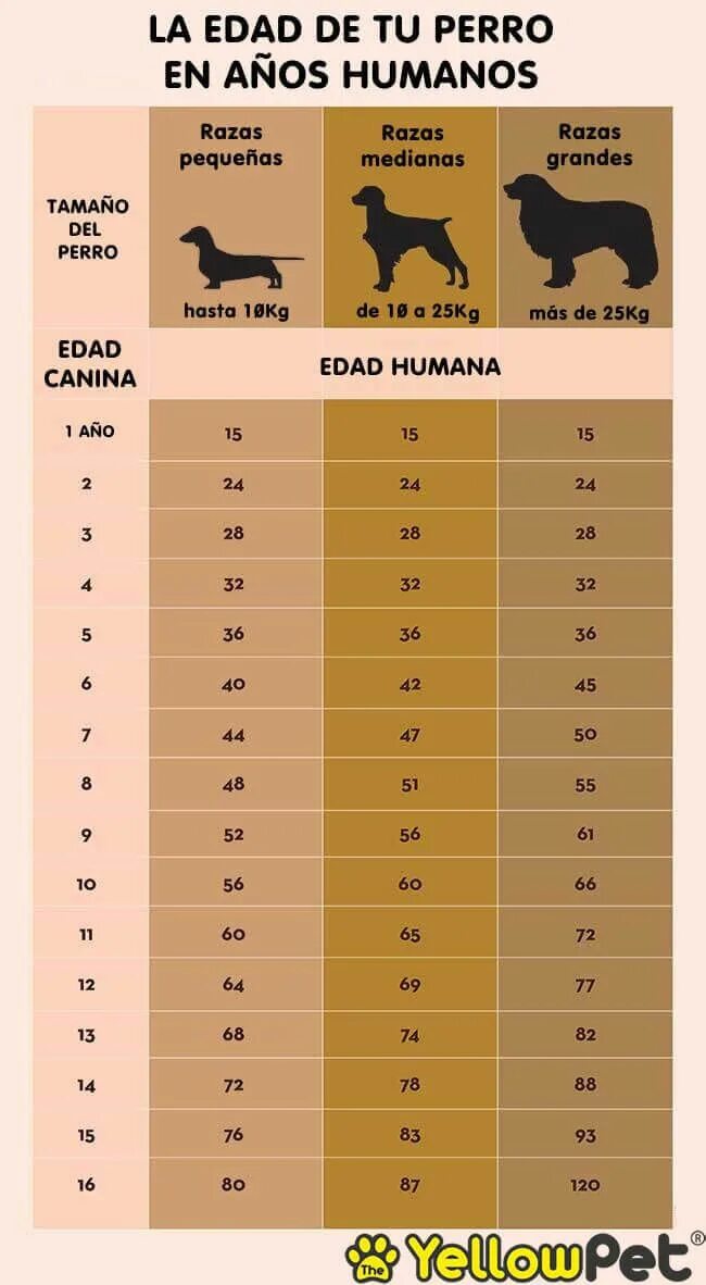 Возраст по собачьим меркам таблица How Old Is My Dog in Human Years What's My Dog's Human Age Dog age chart, Dog