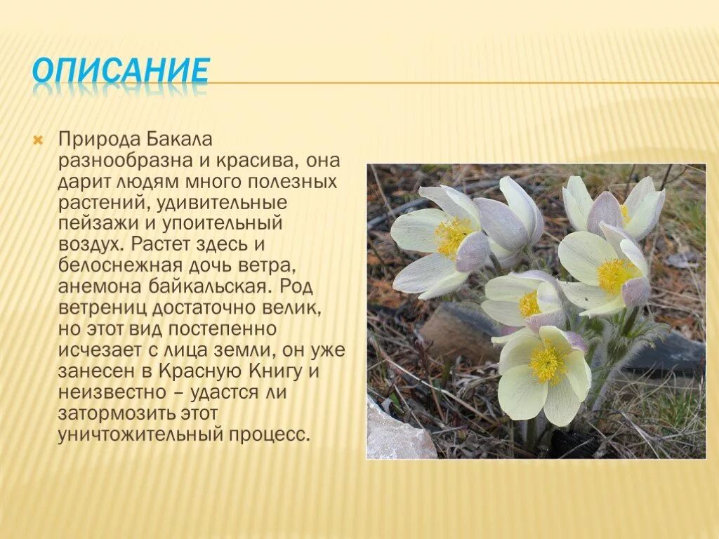 Красивое описание. Ветреница байкальская описание. ветреница байкальская красная книга. описание природы. красивые описания природы.