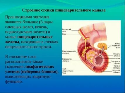 Оболочки органов пищеварения