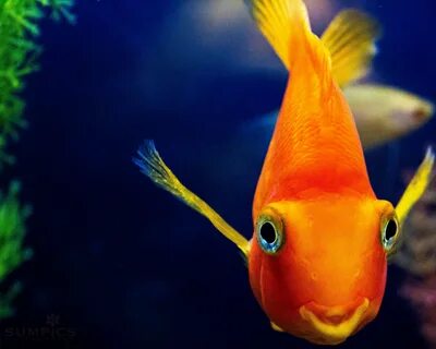 Is the fish happy