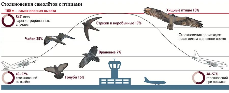 Аэропорт за сколько посадка. Статистика столкновений самолетов с птицами. Столкновение самолета с птицей. Высота полета птиц. Статистика попадания птиц в самолеты.