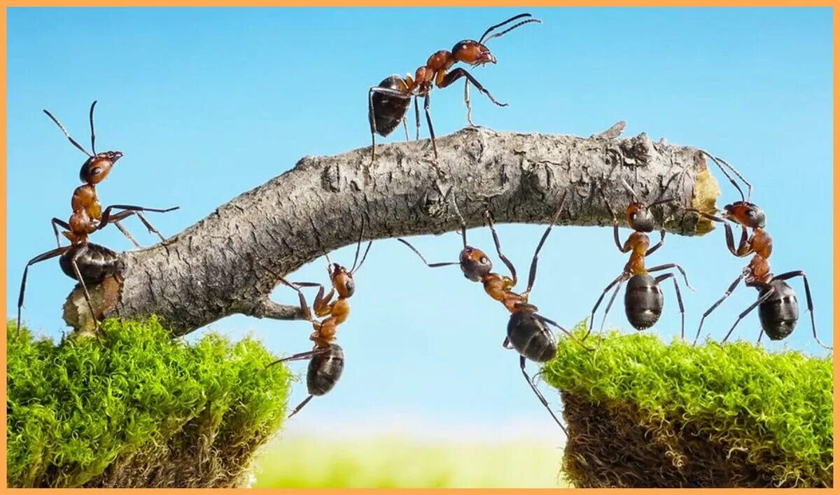 20 квадриллионов муравьев. Муравей строитель. Насекомые муравей. Рабочие муравьи. Муравей тащит.