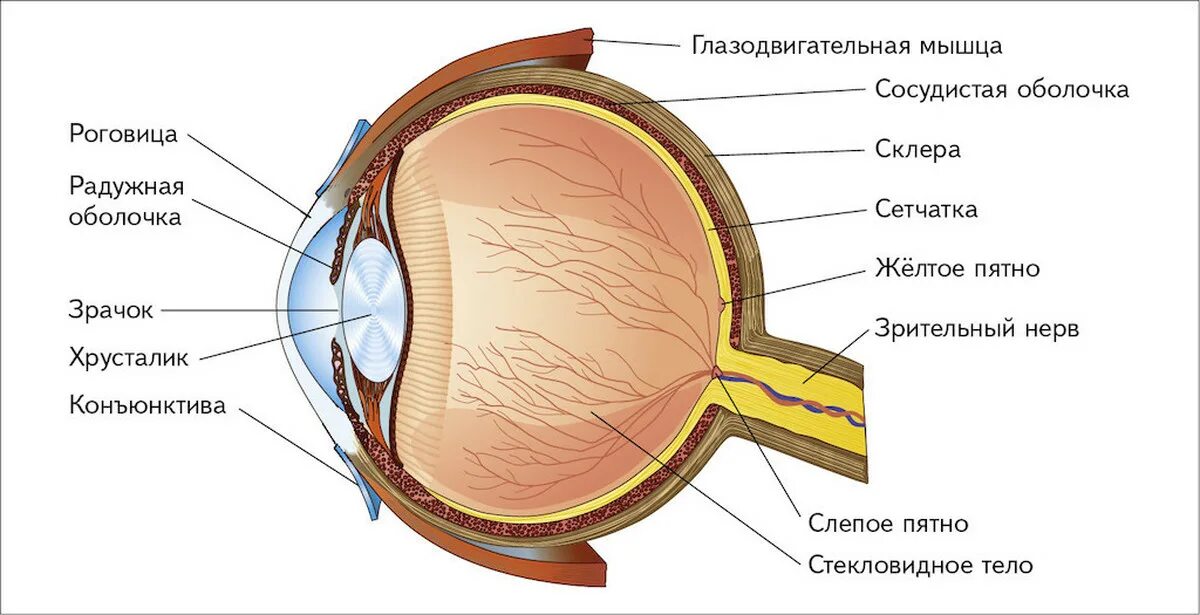 Зрительные нервы глазного яблока. Склера роговица сосудистая оболочка. Роговица зрачок хрусталик сетчатка радужка. Склера роговица слепое пятно. Строение глаза роговица радужка.