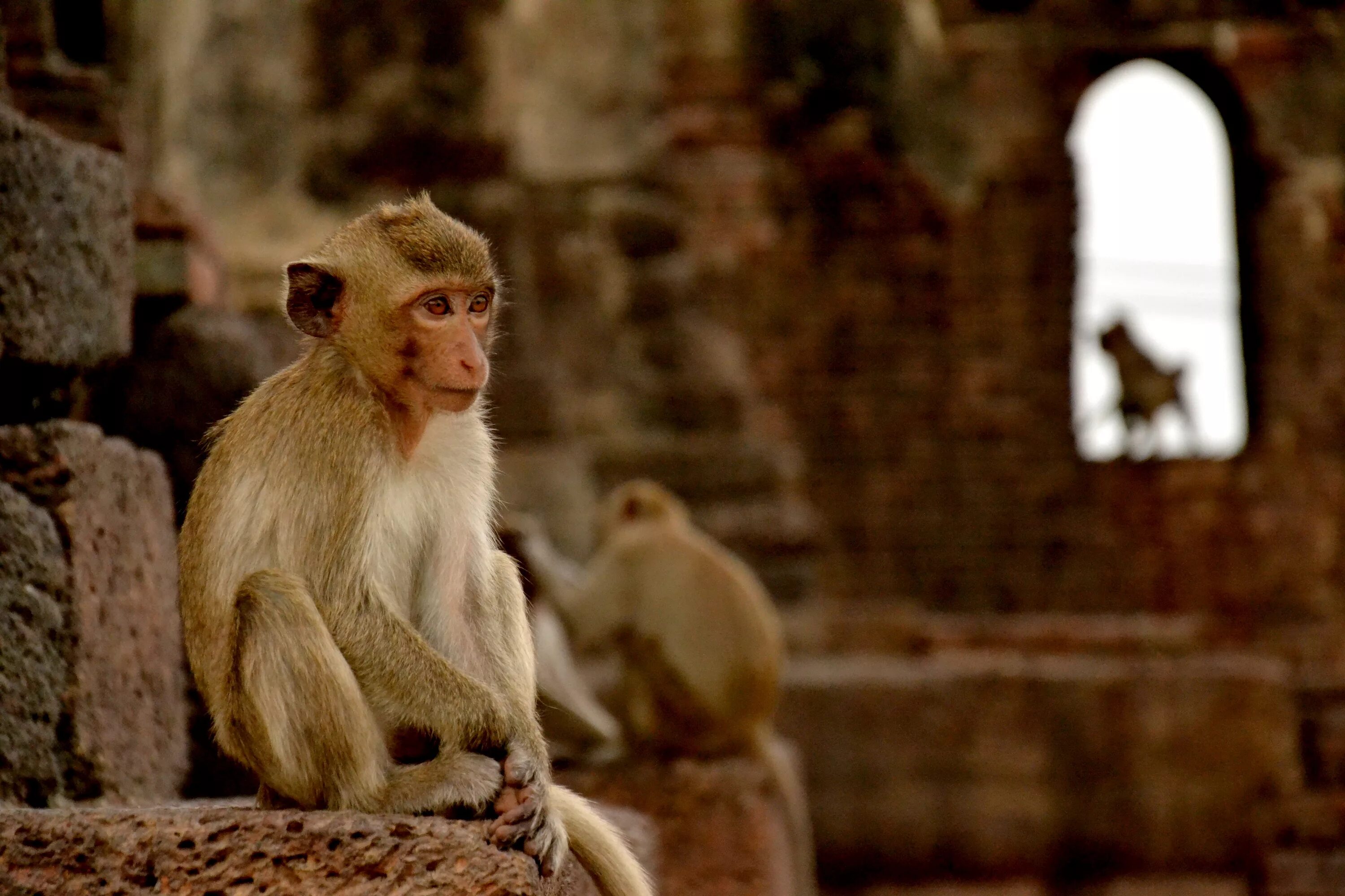 Нашествие обезьян. Обезьяний храм в Таиланде. Лопбури Таиланд обезьяны. Лопбури город обезьян. Таиланд. Обезьяний банкет в Лопбури.