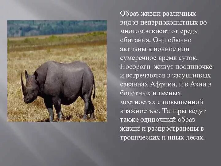 1 отряд парнокопытные. Образ жизни отряда непарнокопытные. Непарнокопытные Носороговые. Непарнокопытные носорог. Парнокопытные и непарнокопытные.