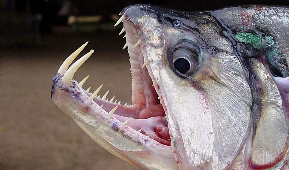 Скумбриевидный гидролик. Скумбриевидный гидролик (Payara). Пайара рыба. Скумбриевидный гидролик рыба вампир.